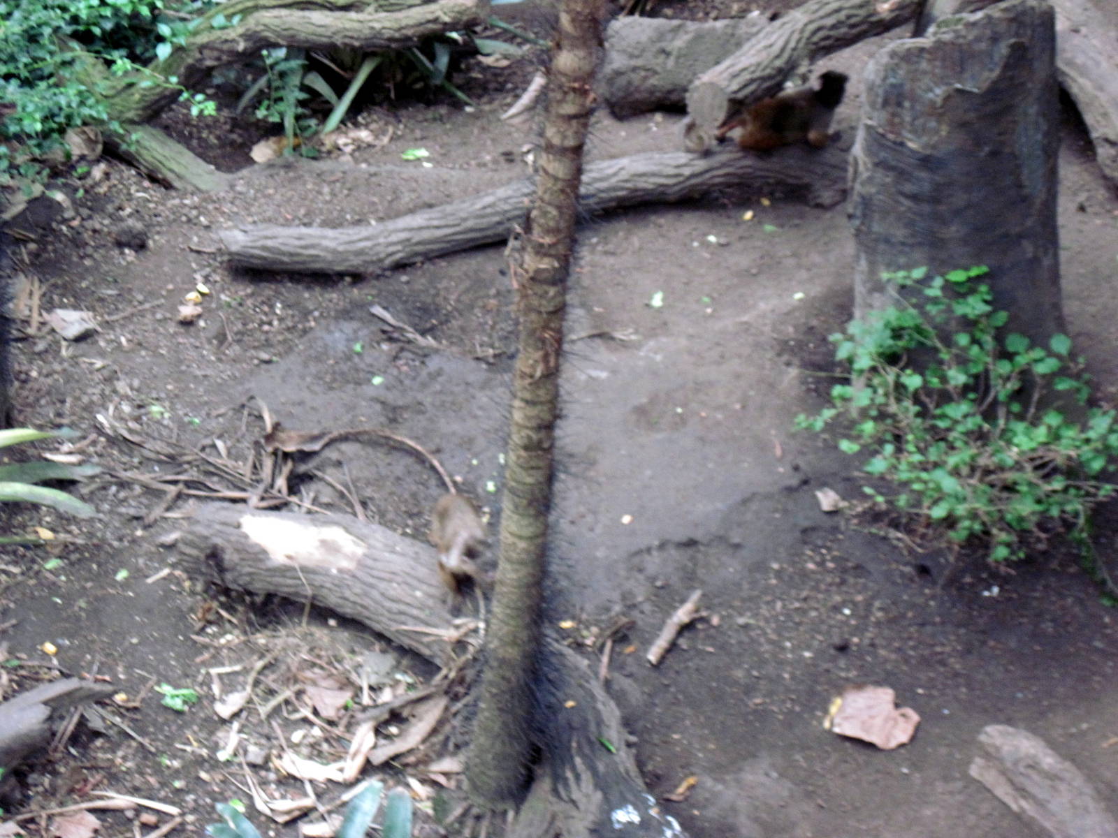 Lied Jungle-White-fronted Capuchin Monkey