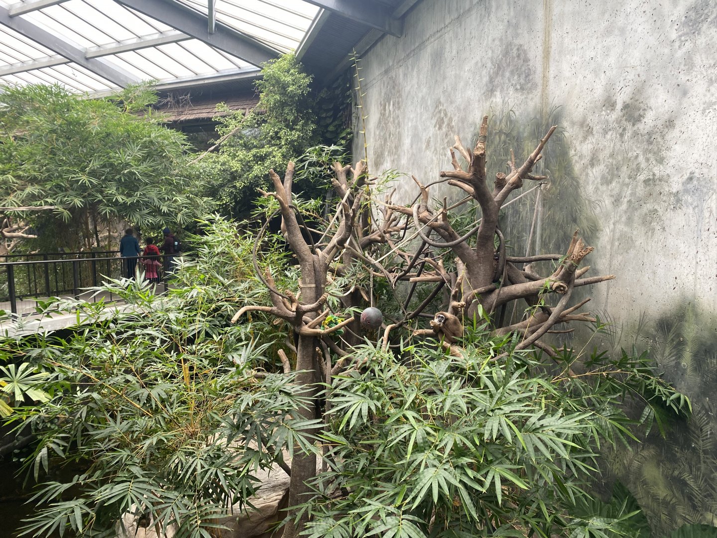 Lied Jungle - White-Handed Gibbon/Asian Small-Clawed Otter Exhibit