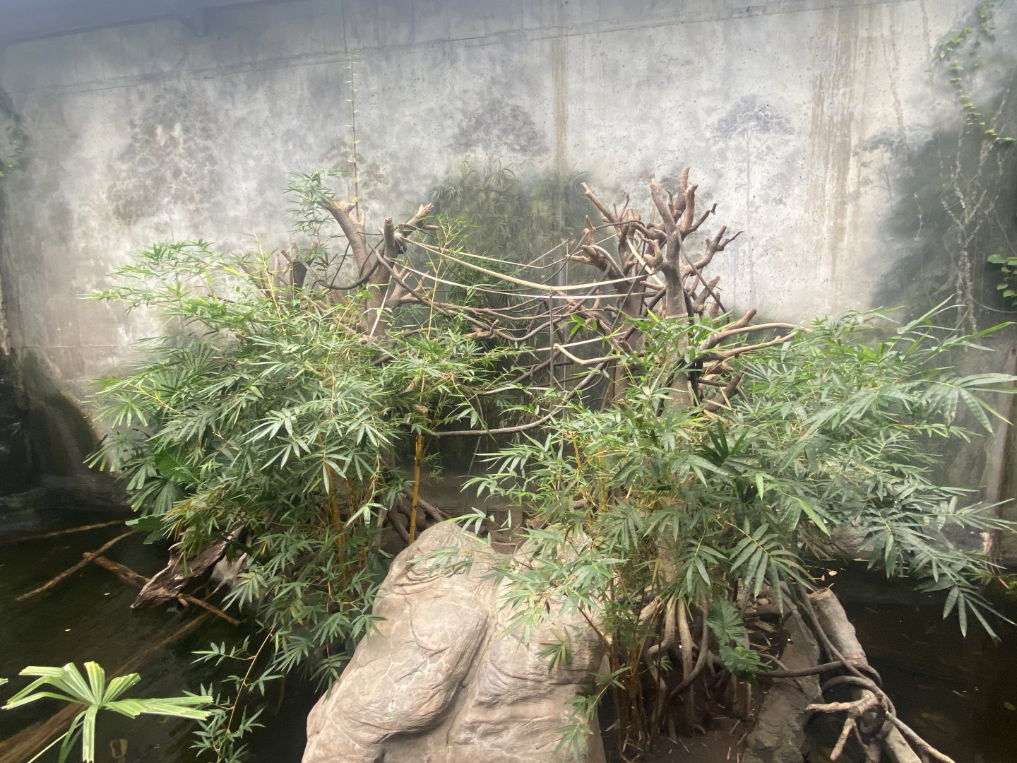 Lied Jungle - White Handed Gibbon/Asian Small-Clawed Otter