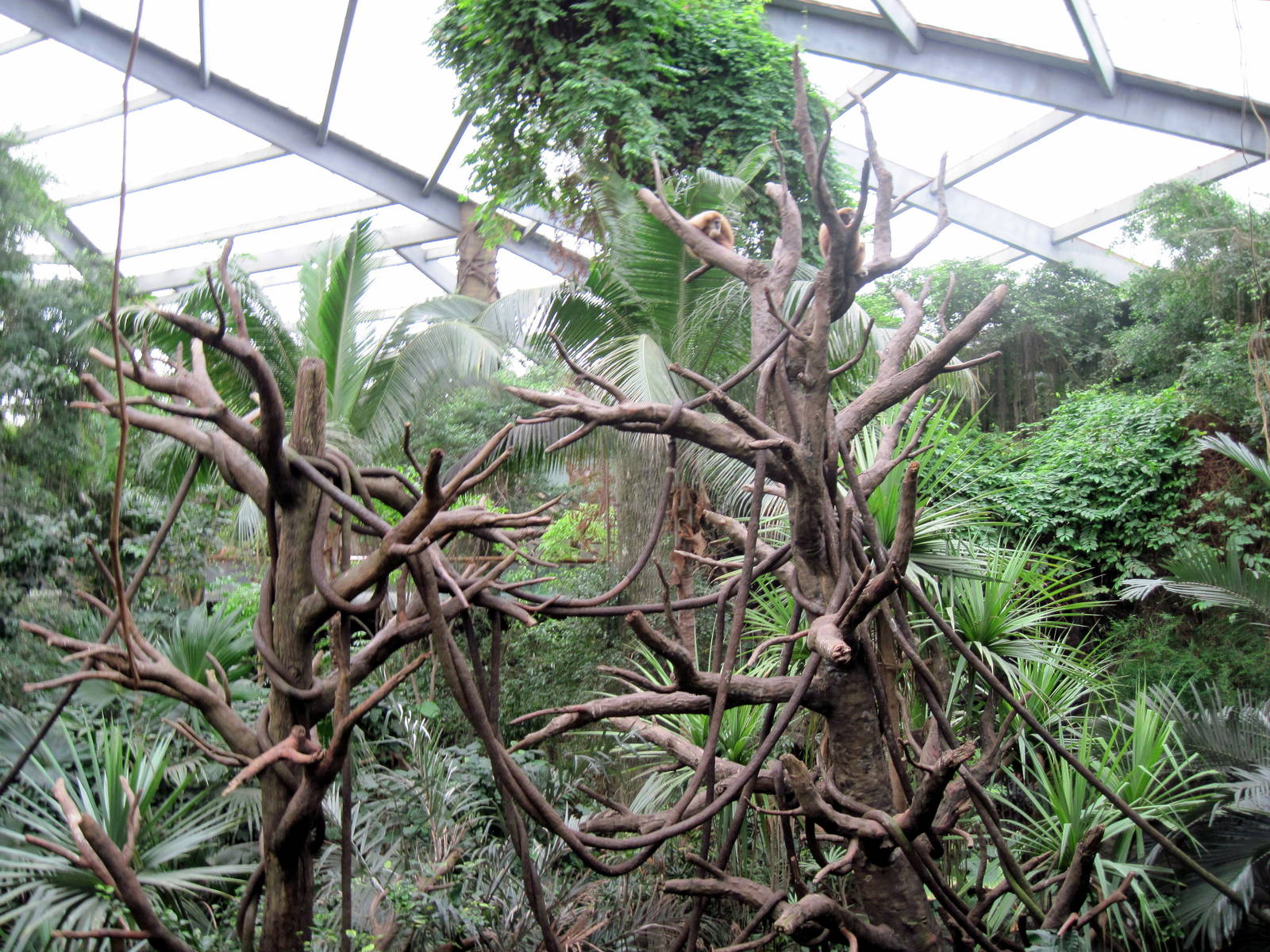Lied Jungle-White-handed Gibbon Exhibit