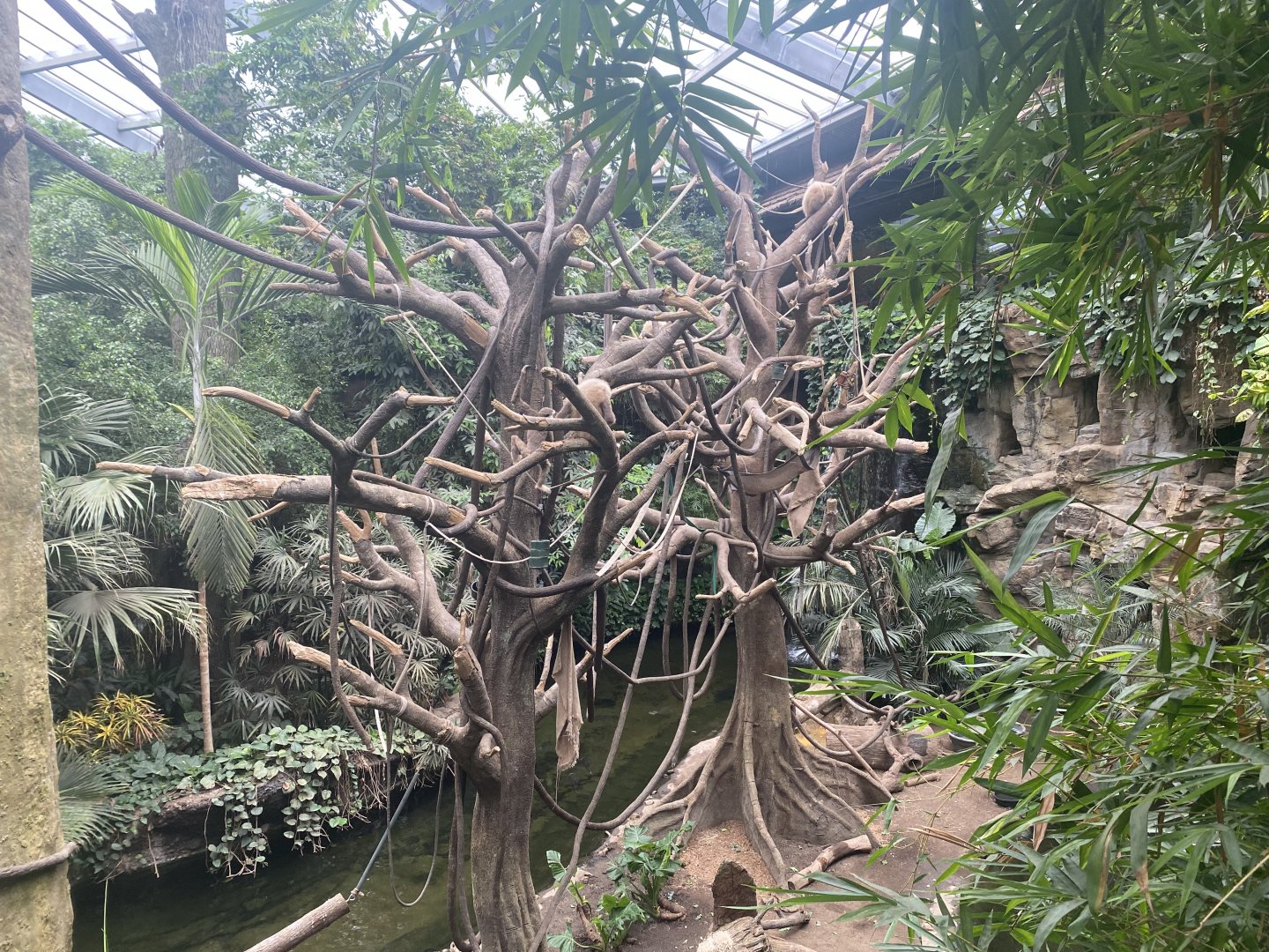 Lied Jungle - White-Handed Gibbon/Indian Created Porcupine Exhibit