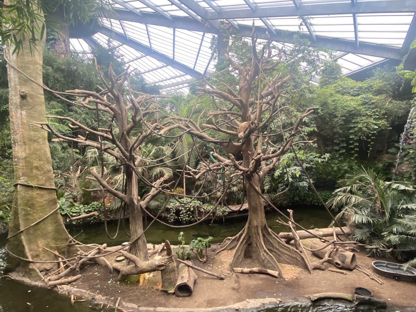 Lied Jungle- White-Handed Gibbon/Indian Crested Porcupine Exhibit