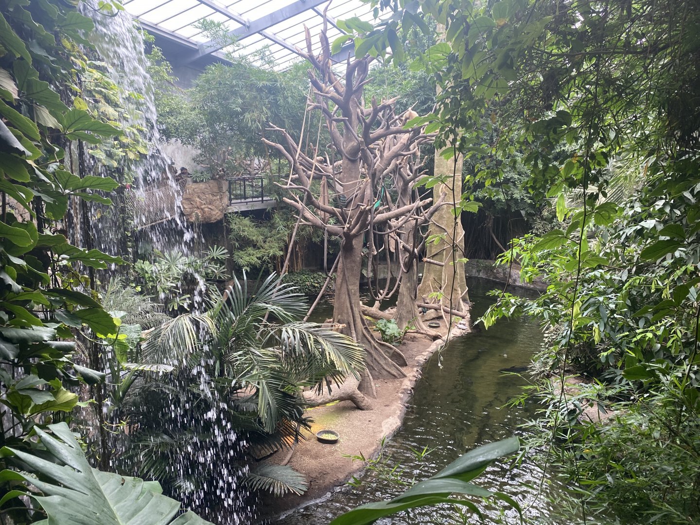 Lied Jungle- White-Handed Gibbon/Indian Crested Porcupine Exhibit