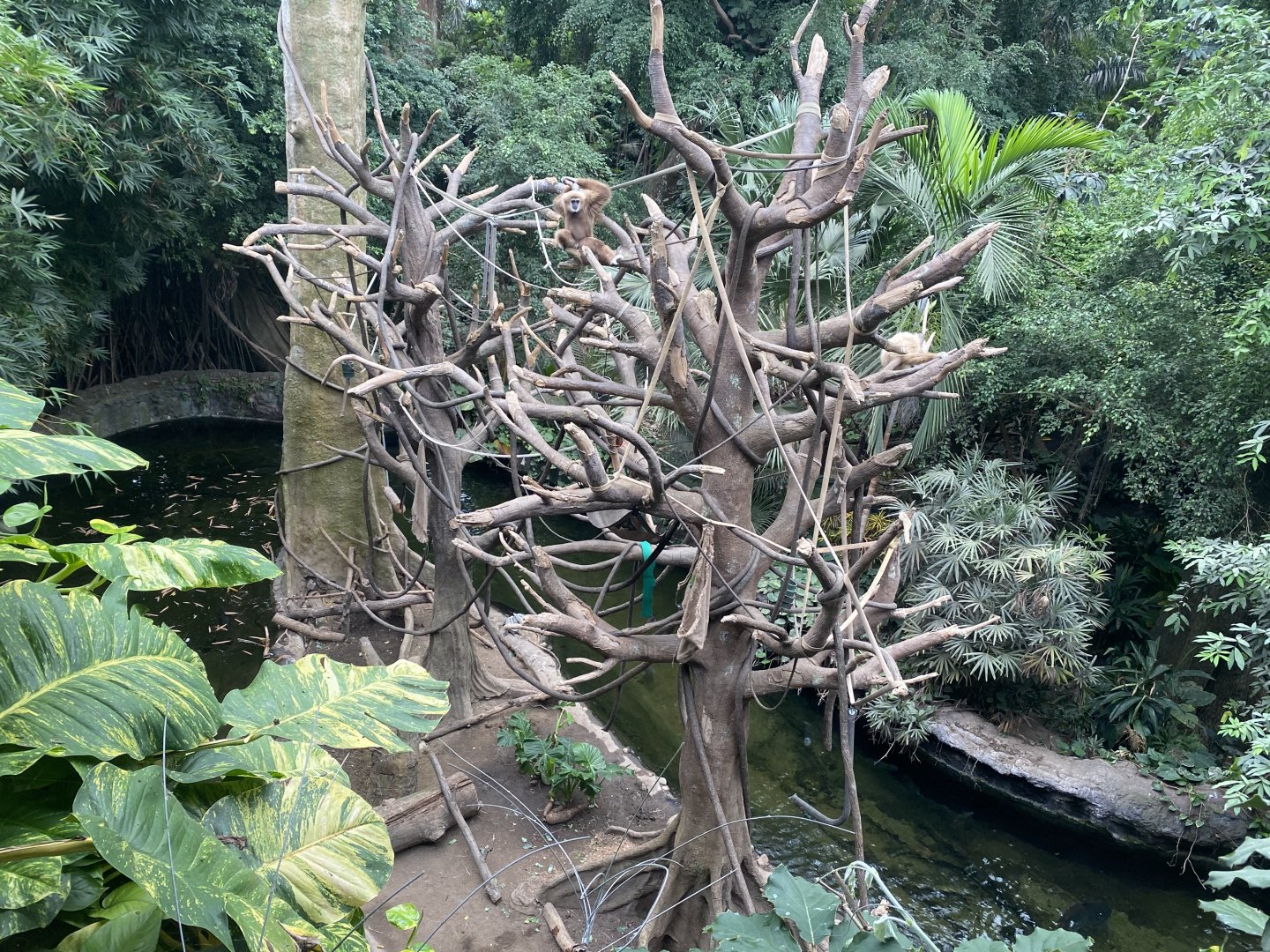 Lied Jungle - White-Handed Gibbon/Indian Crested Porcupine Exhibit