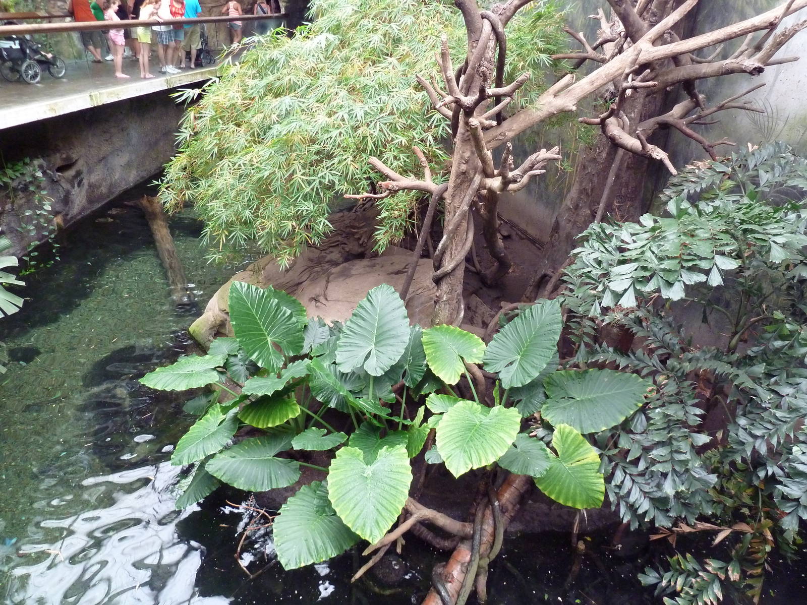 Lied Jungle - White-Handed Gibbon/Small-Clawed Otter Exhibit