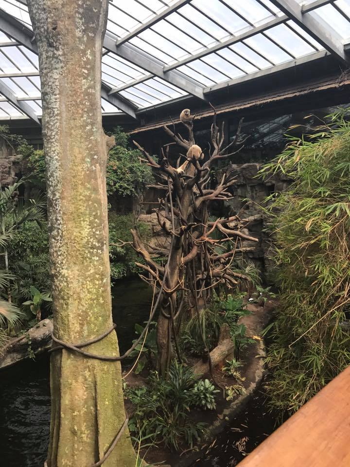 Lied Jungle- White-Handed Gibbon