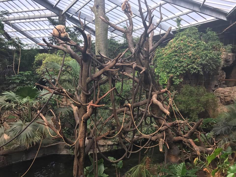 Lied Jungle- White-Handed Gibbon