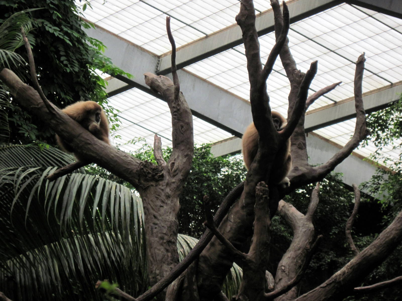 Lied Jungle-White-handed Gibbons