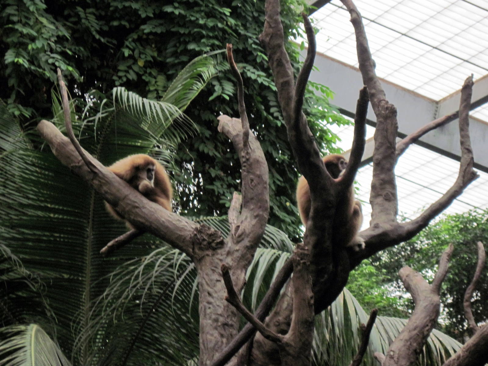 Lied Jungle-White-handed Gibbons