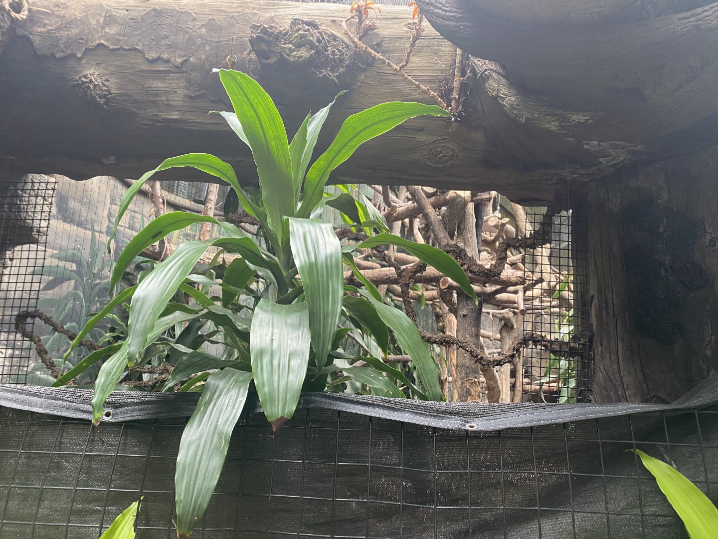 Lied Jungle - Wolf’s Guenon/Diana Monkey Exhibit