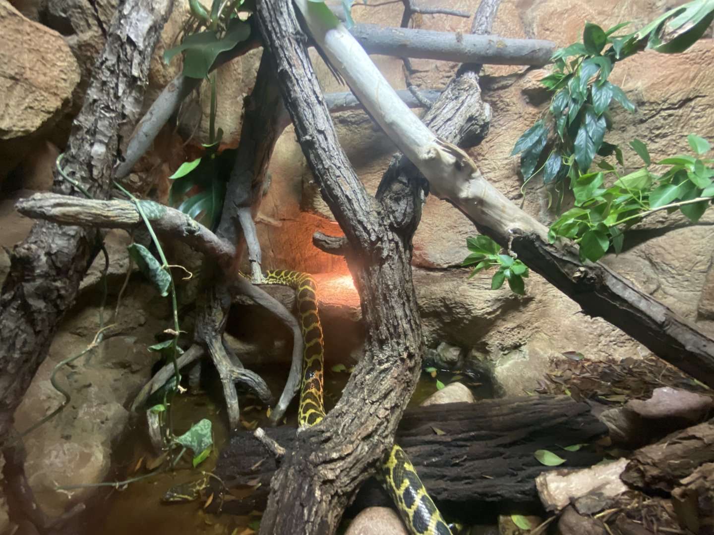 Lied Jungle - Yellow Anaconda Terrarium