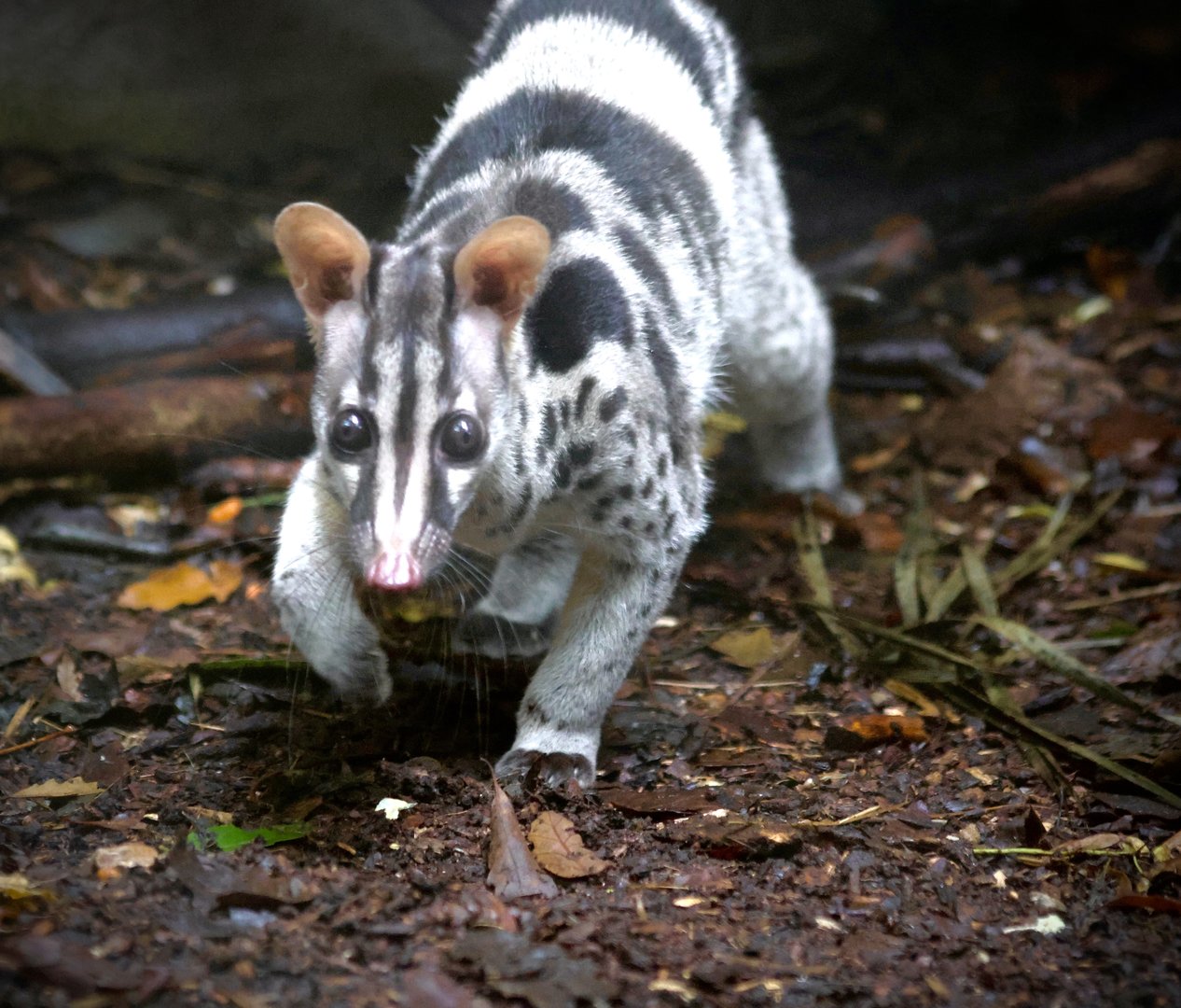 Lien - Owlston's Civet