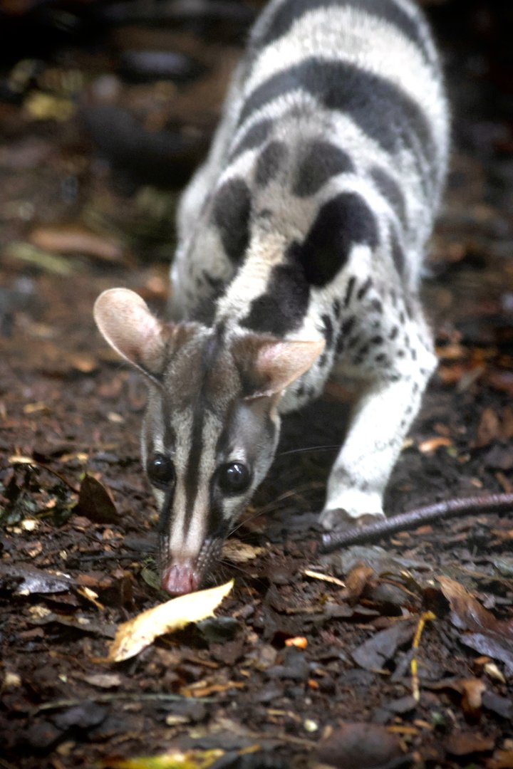 Lien - Owlston's Civet