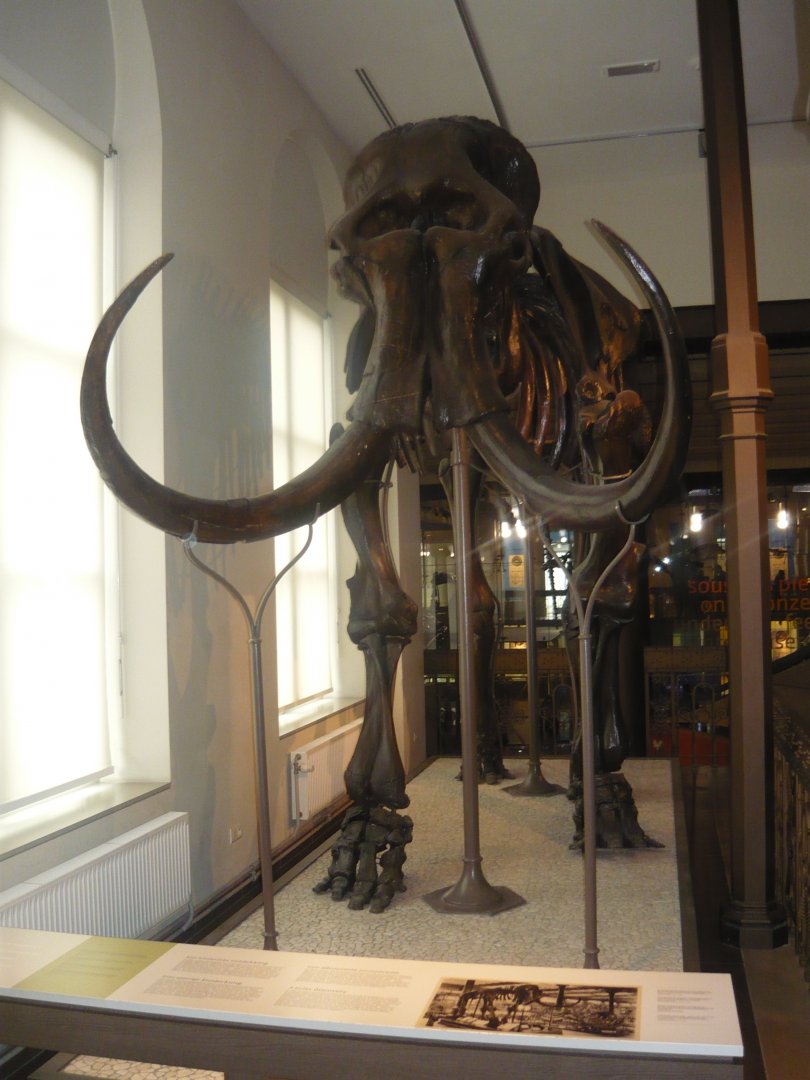Lier Mammoth
