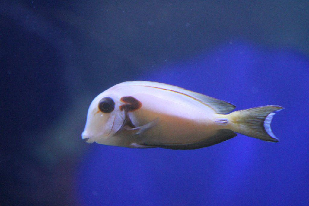 Lieutenant Surgeonfish