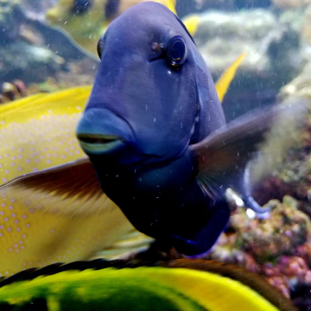 Lieutenant Tang (Acanthurus tennenti)
