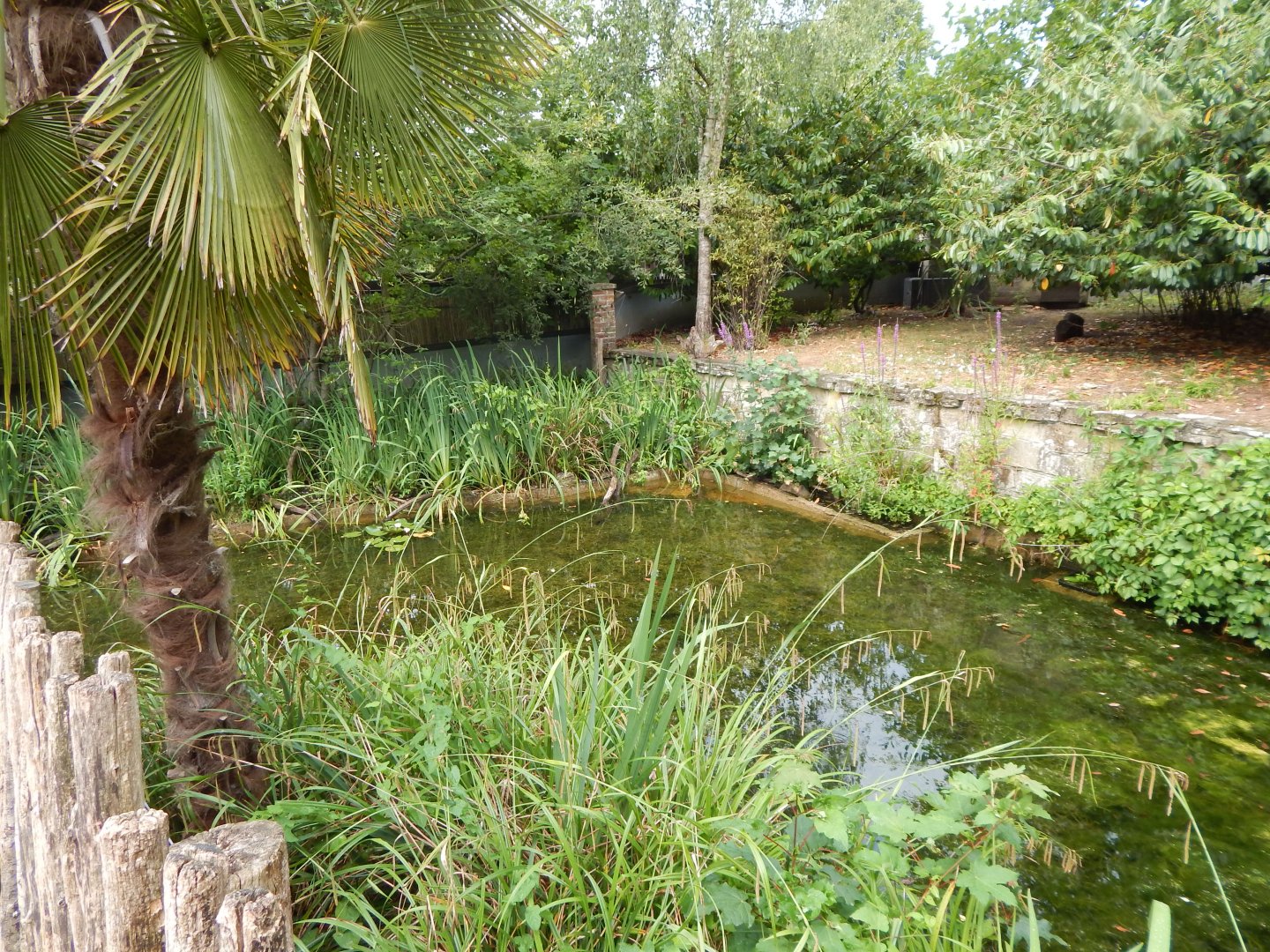 Life Among the Trees - Asian small-clawed otter enclosure 150725