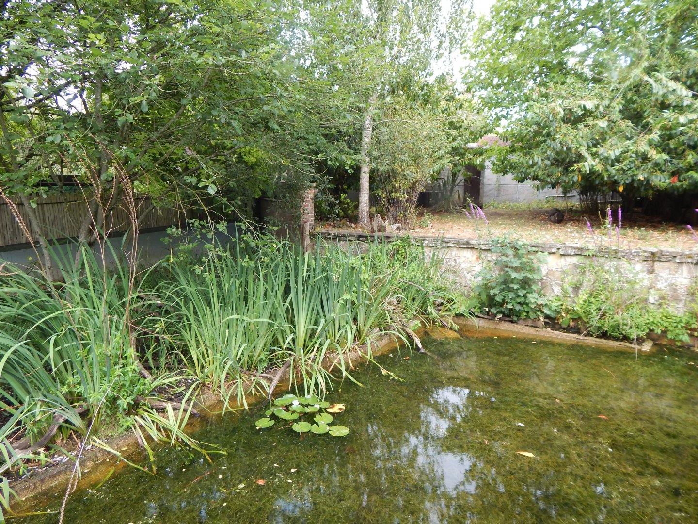 Life Among the Trees - Asian small-clawed otter enclosure 150725