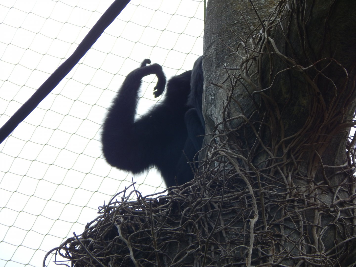 Life Among the Trees - Siamang 150725