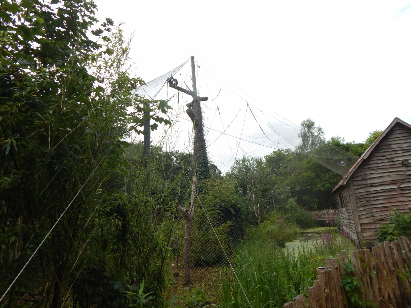 Life Among the Trees - Siamang enclosure 150725