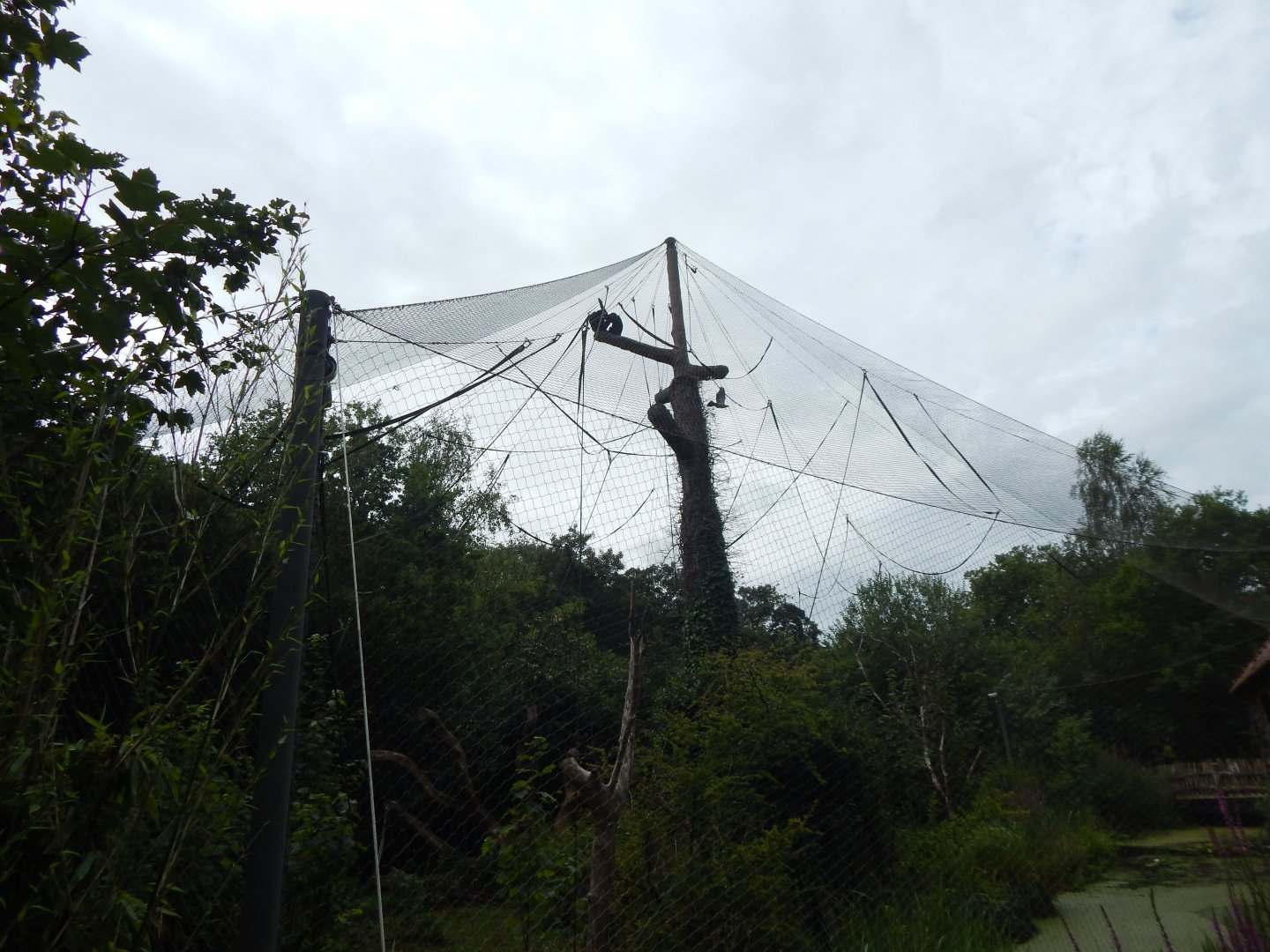 Life Among the Trees - Siamang enclosure 150725