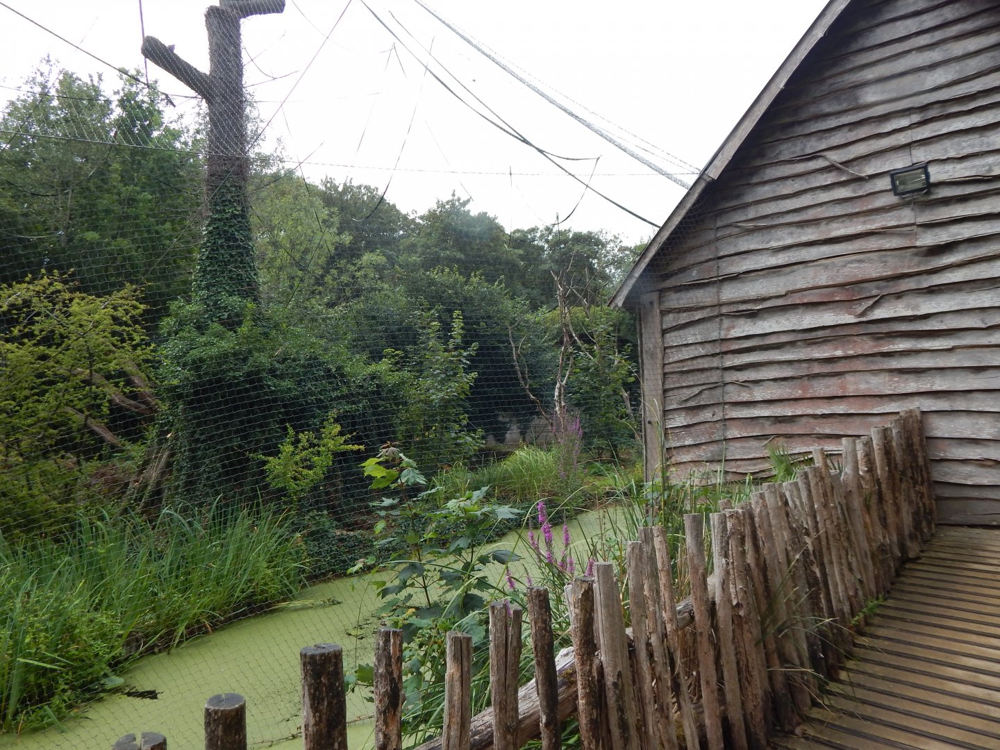 Life Among the Trees - Siamang enclosure 150725