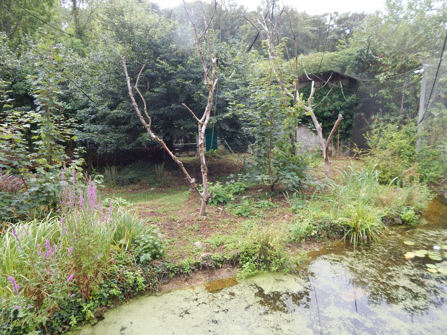Life Among the Trees - Siamang enclosure 150725