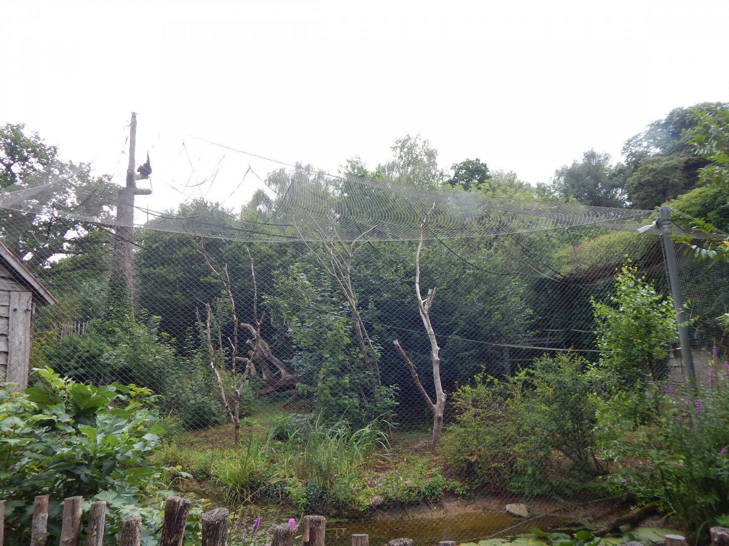 Life Among the Trees - Siamang enclosure 150725