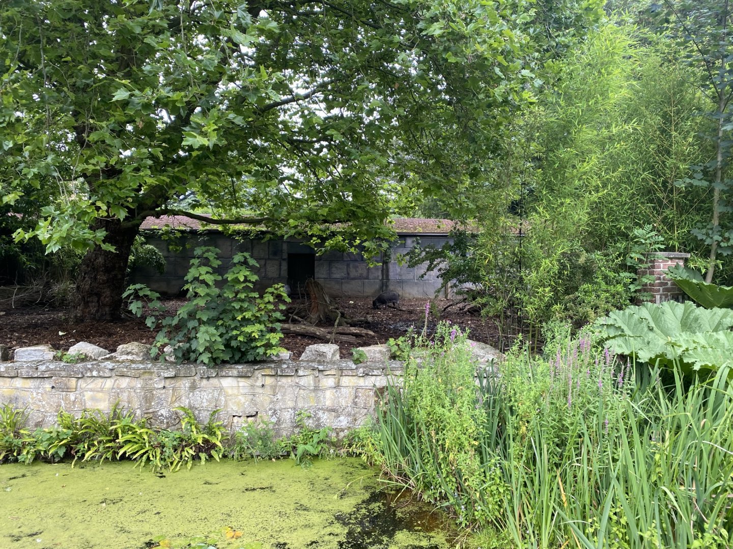Life Among the Trees - Visayan Warty Pig exhibit 120821