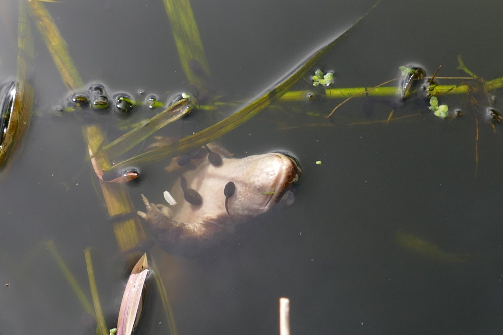 Life and death in a garden pond. March 2020
