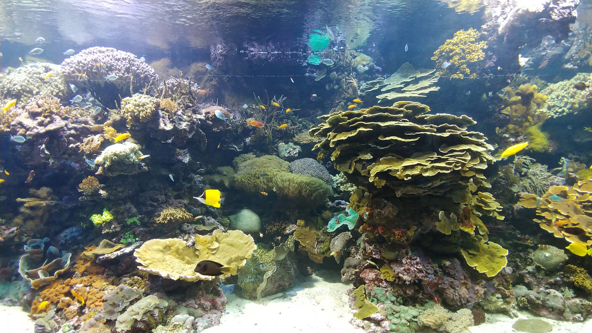 Life coral reef tank