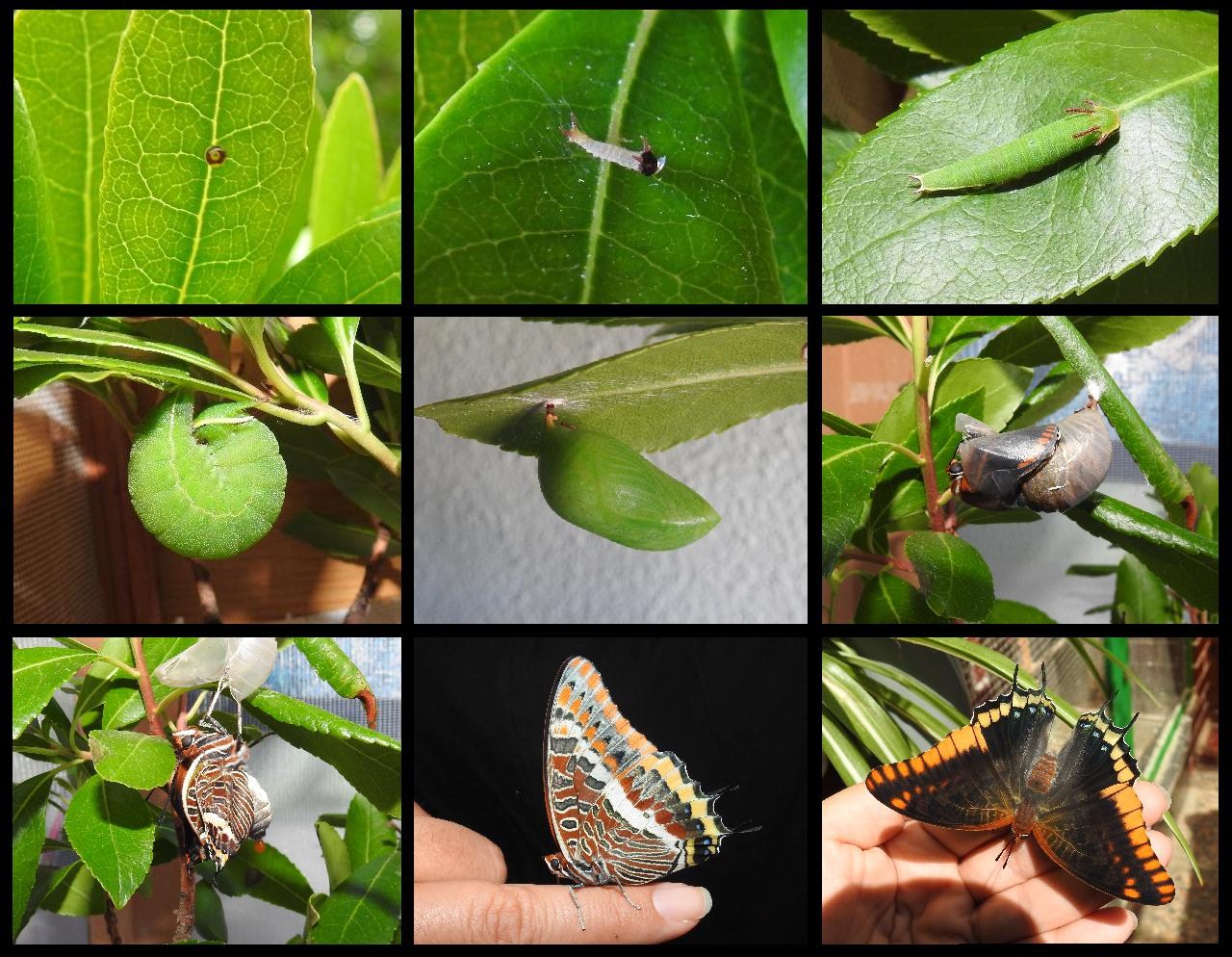 Life cycle of the Foxy Emperor