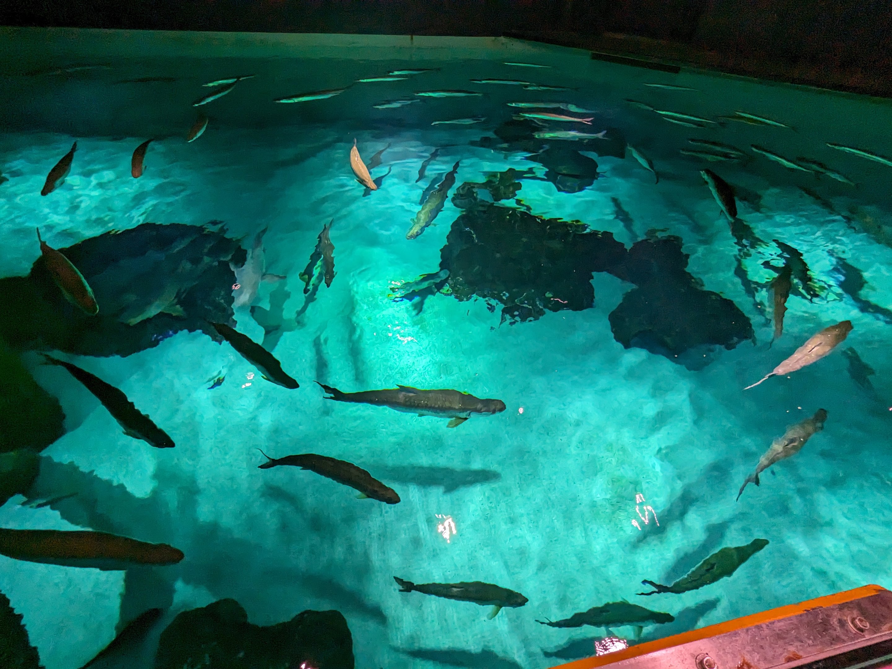 Life in the Gulf - Open top overlook