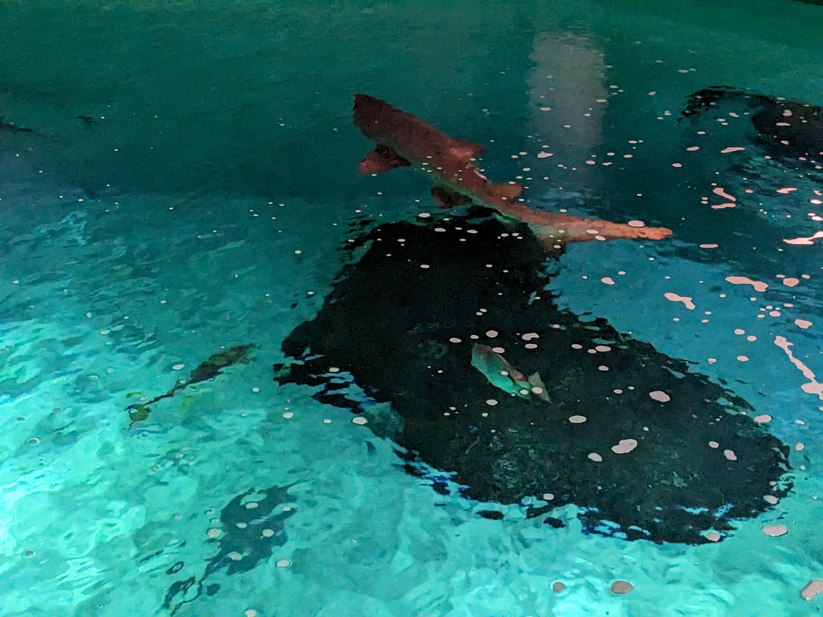 Life in the Gulf - Open top overlook