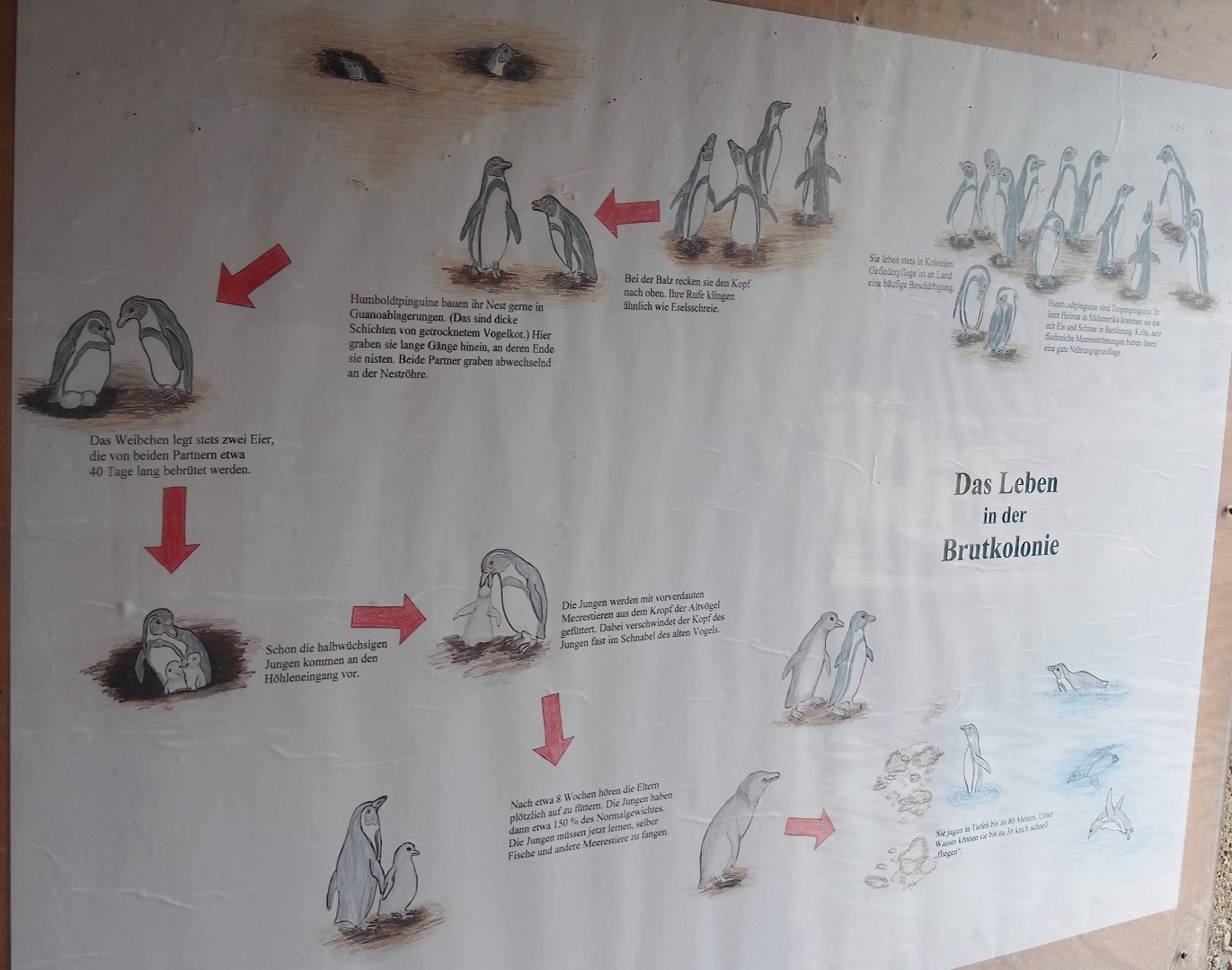 Life in the Humboldt penguin colony signage, 2025-05-22