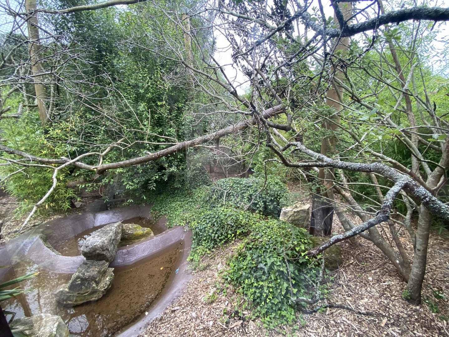 Life in the Trees - Binturong enclosure 120821