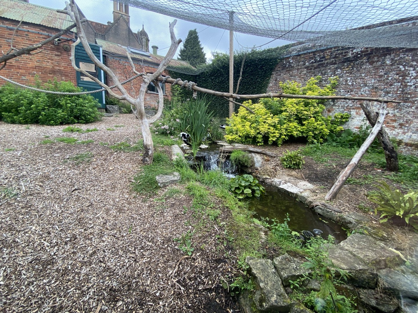 Life in the Trees - Black-and-white ruffed lemur enclosure 120821