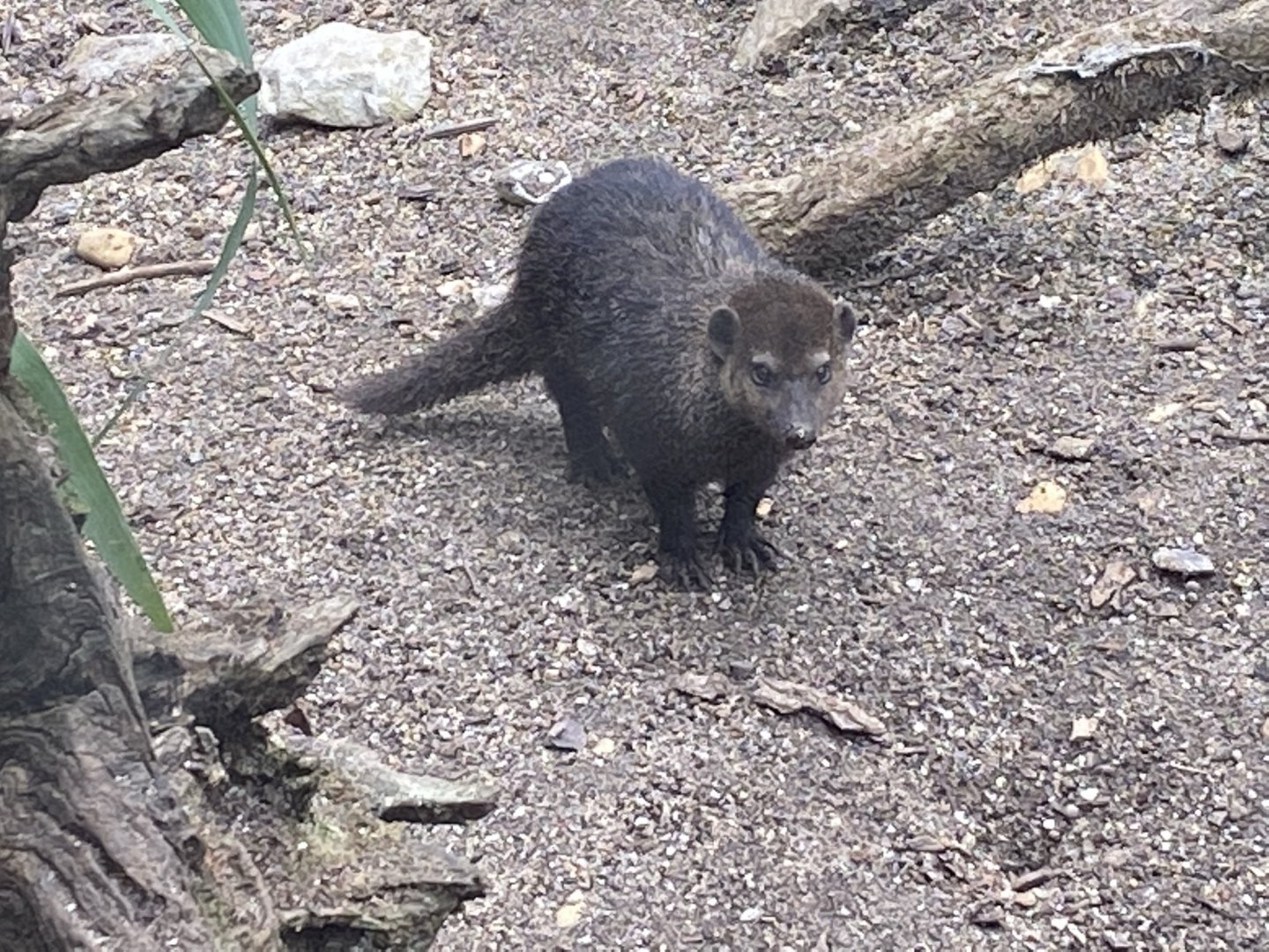 Life in the Trees - Cusimanse 120821