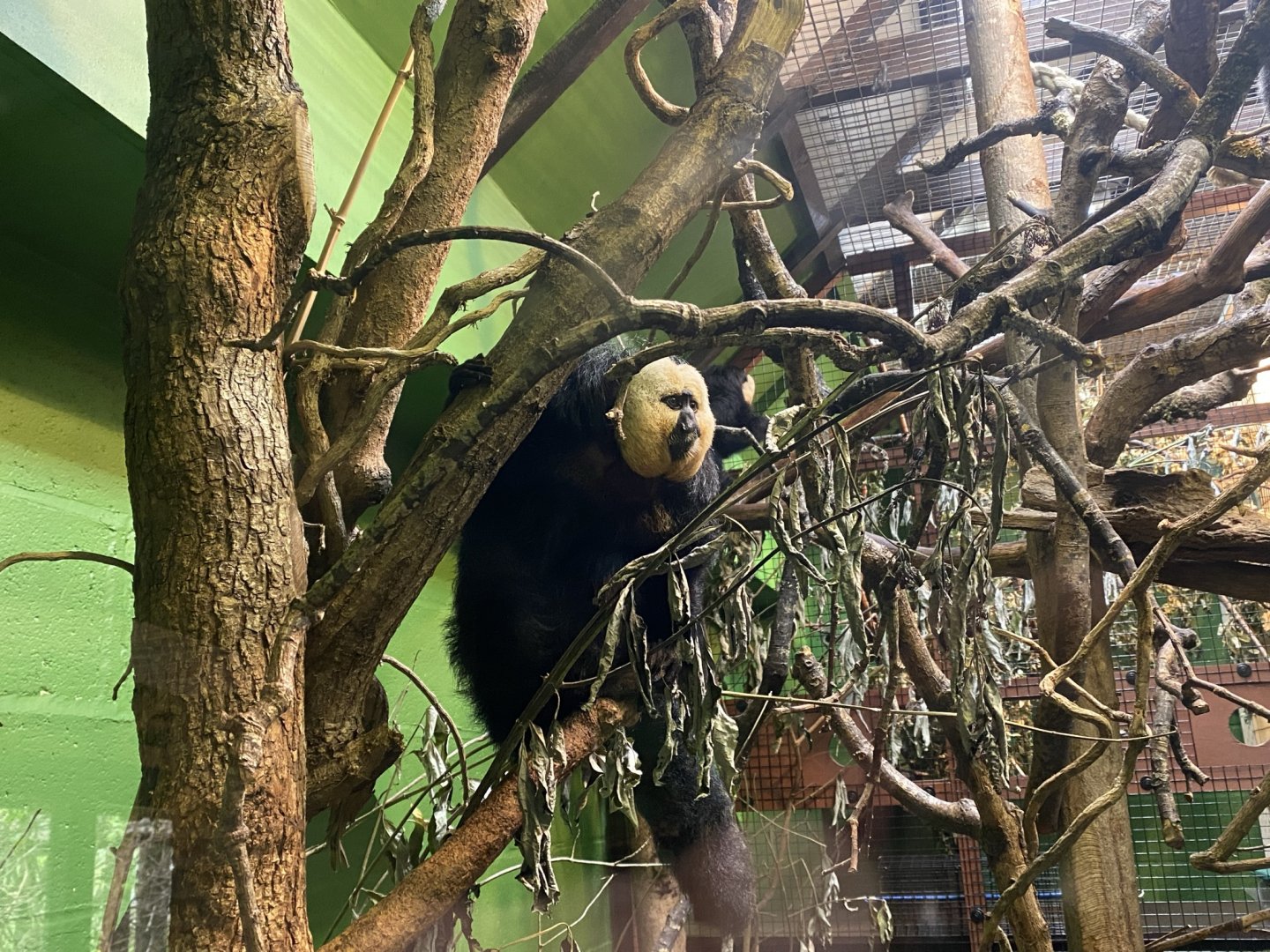 Life in the Trees - White-faced saki 120821