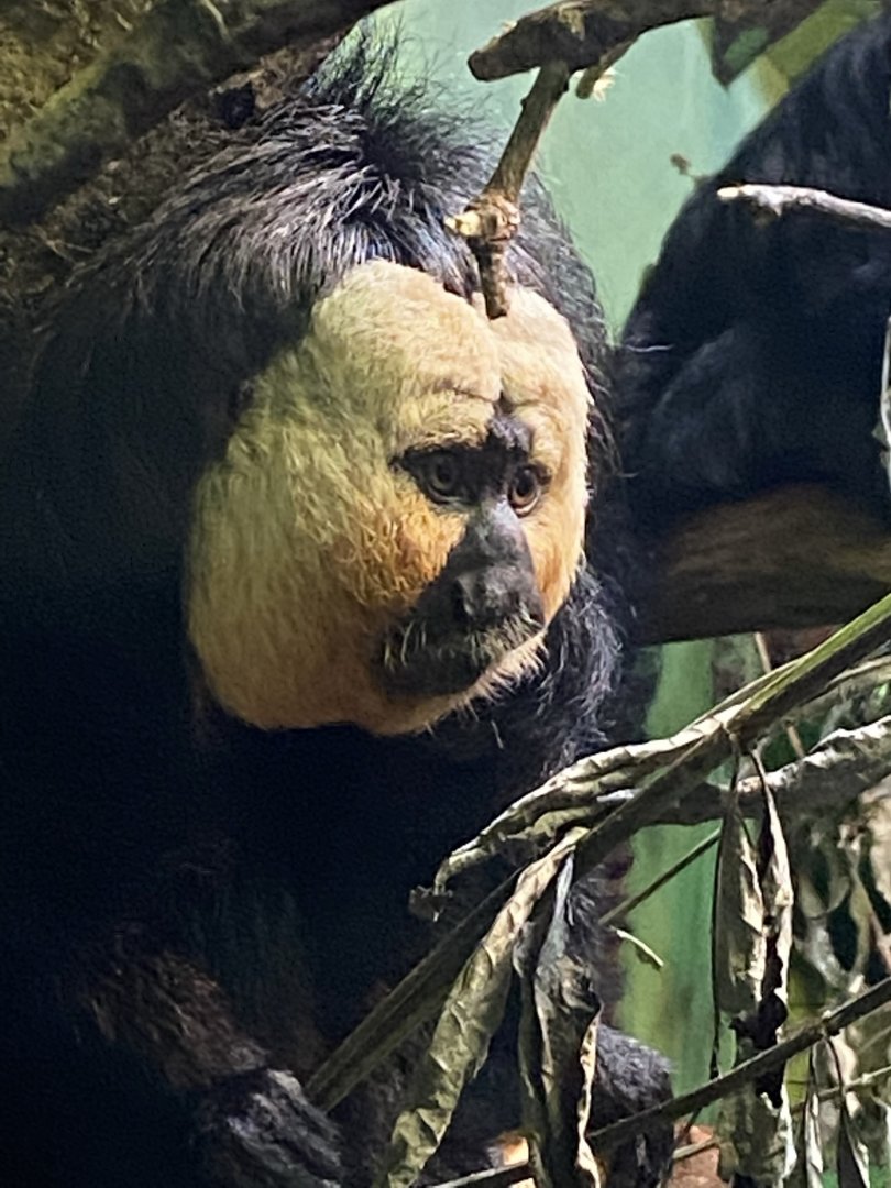 Life in the Trees - White-faced saki 120821