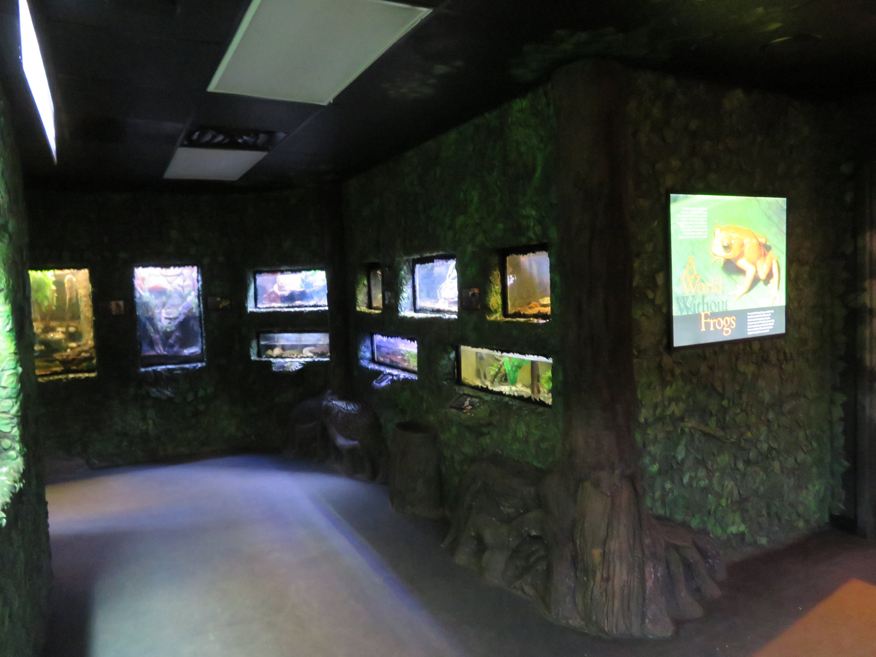 Life on a Limb (Amphibian Building)