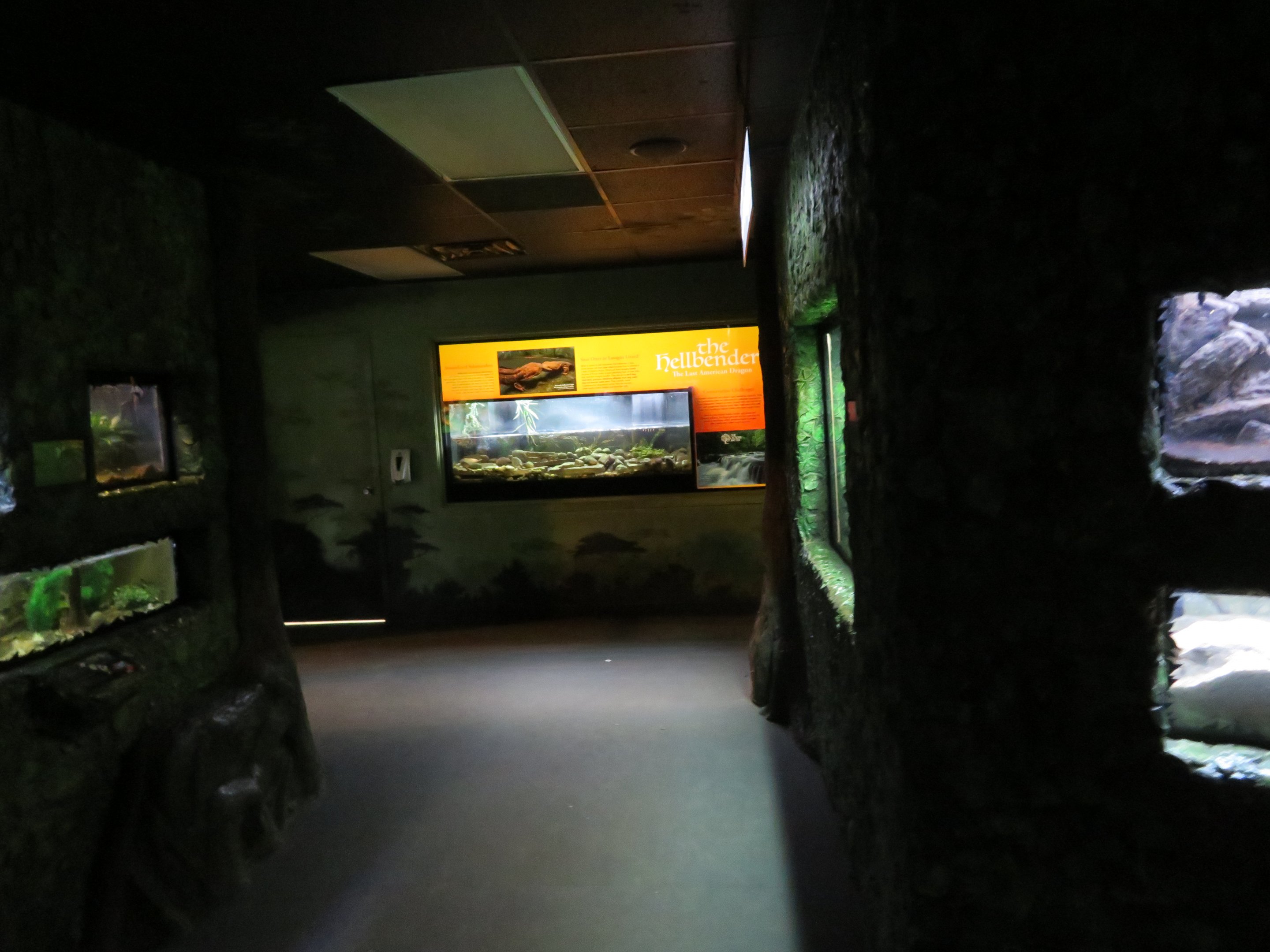 Life on a Limb (Amphibian Building)