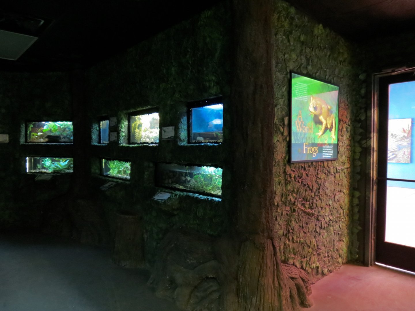 Life On A Limb - Amphibian Exhibits