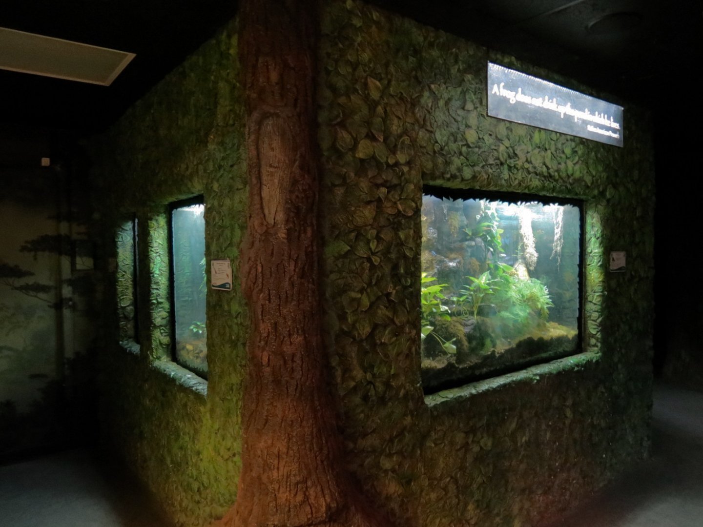 Life On A Limb - Amphibian Exhibits