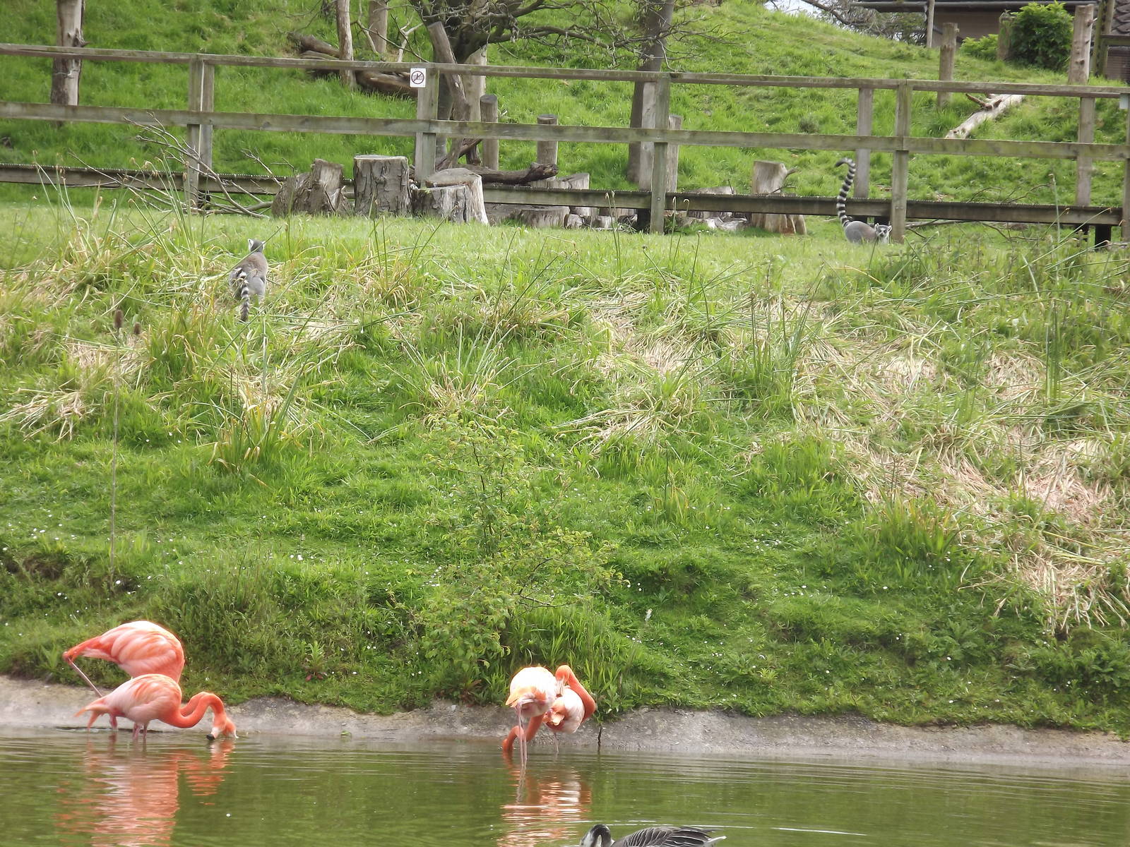 Life on the Lake at Blackpool Zoo 19/05/12
