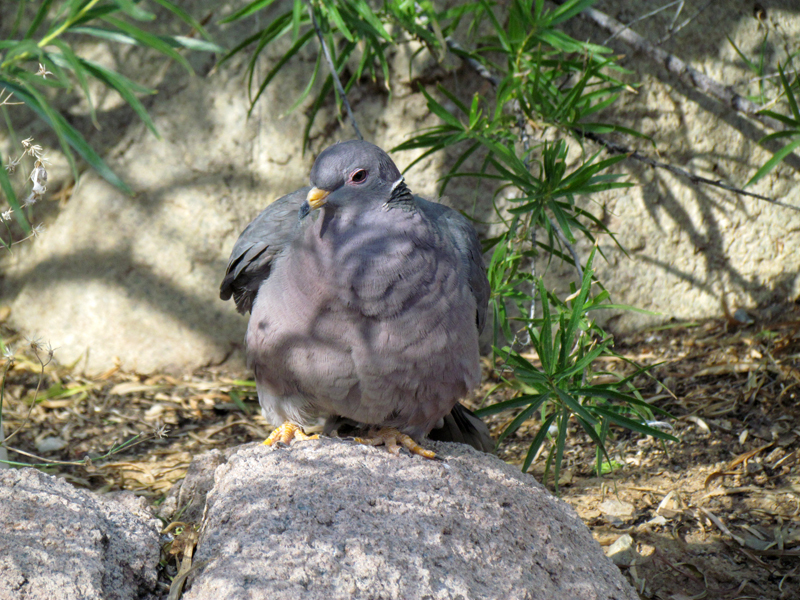 Life on the Rocks - Band-tailed Pigeon