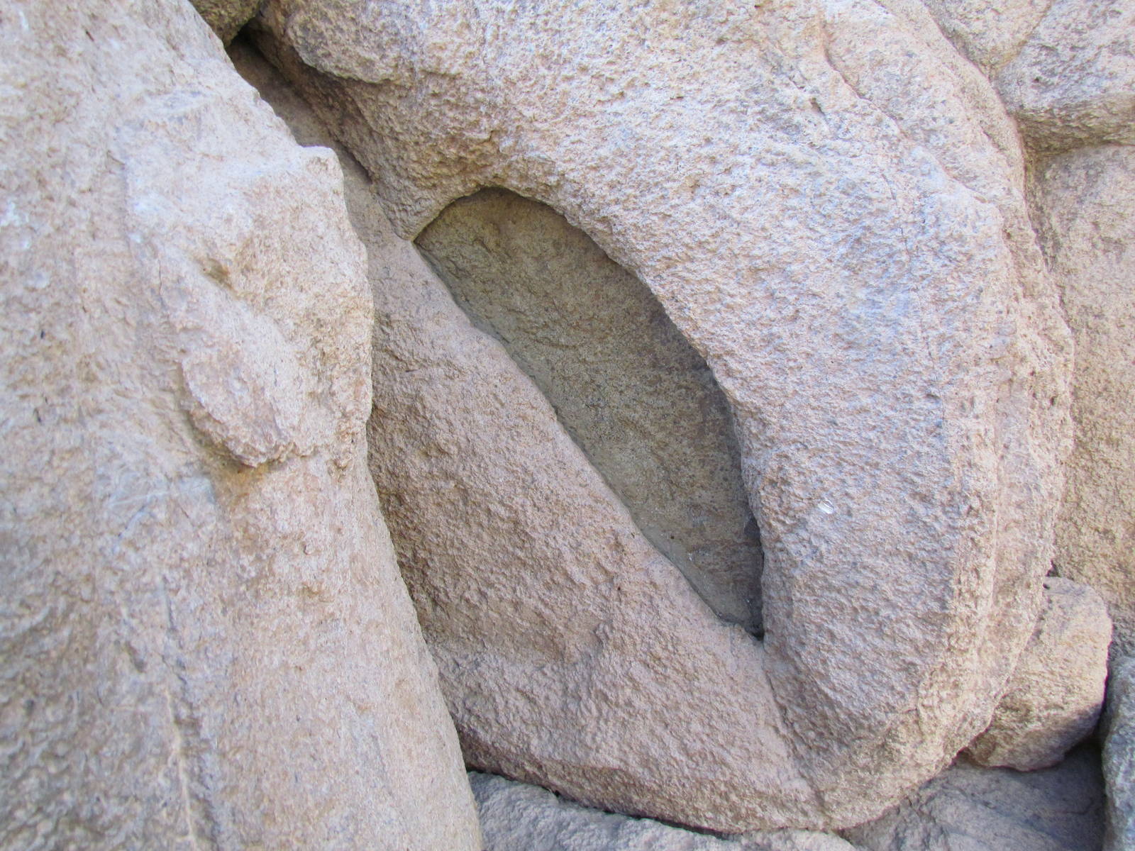 Life on the Rocks - Bark Scorpion Exhibit