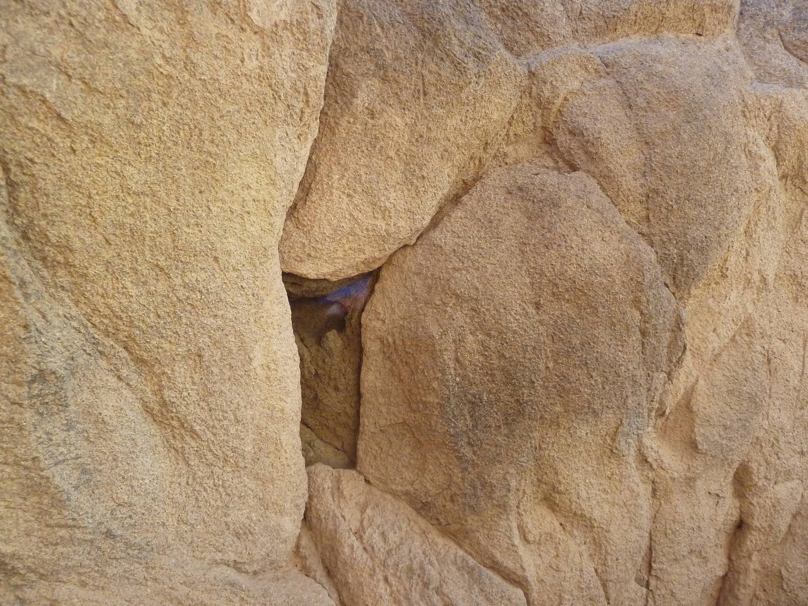 Life On The Rocks - Black Widow Spider Exhibit