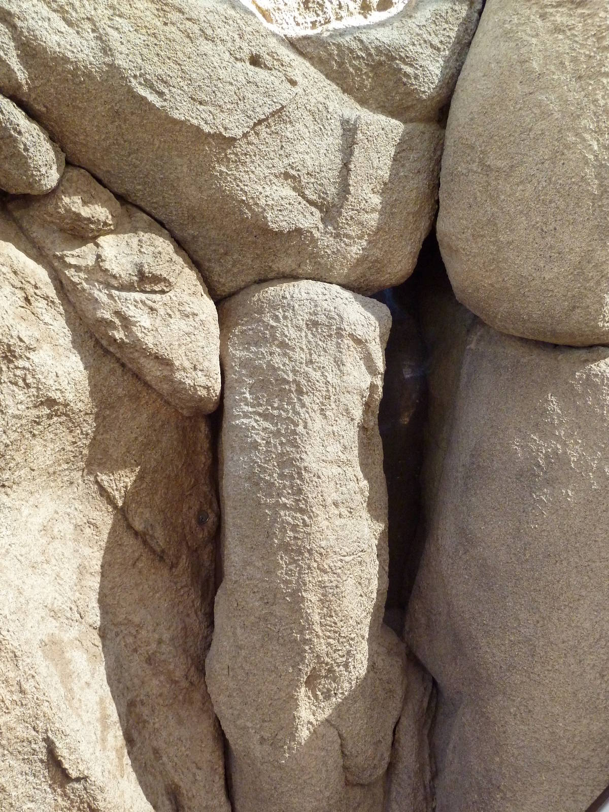 Life On The Rocks - California Leaf-Nosed Bat Exhibit