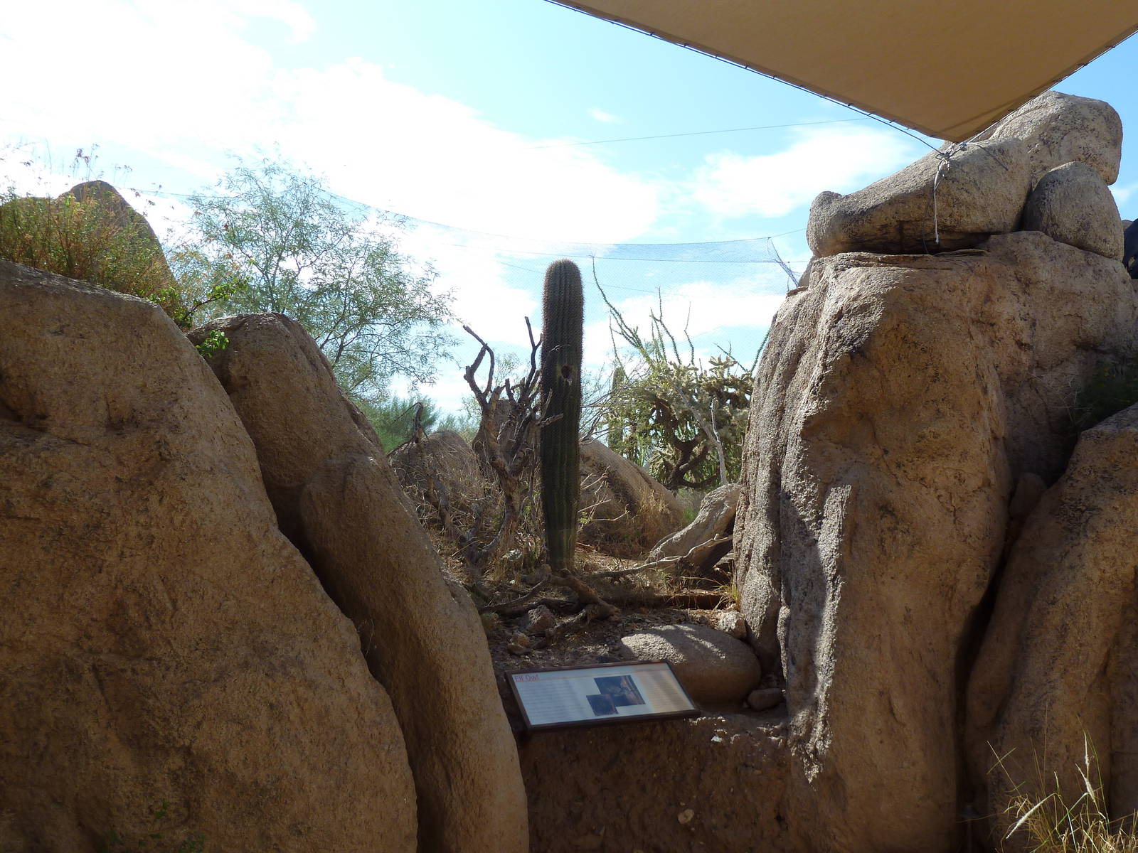 Life On The Rocks - Elf Owl Exhibit